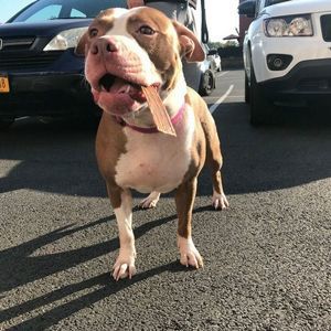 Meet your Posher, Troycore